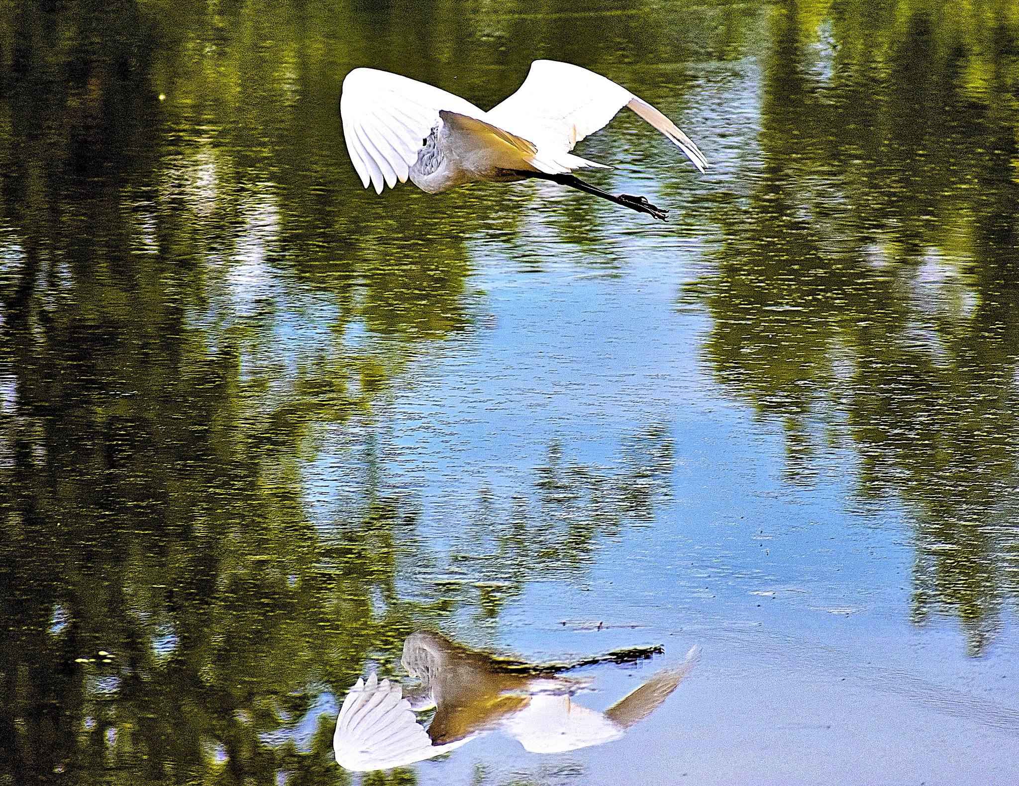 Spoonbill Bird